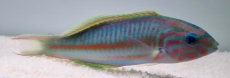 Thalassoma rueppellii