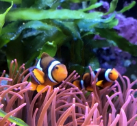 Bild zu Amphiprion percula/ Zuchtpaar