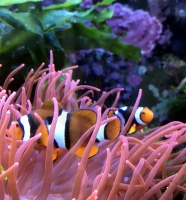 Bild zu Amphiprion percula/ Zuchtpaar
