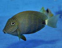 Acanthurus maculiceps - Punktgesicht-Doktorfisch