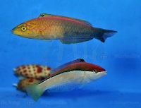 Pseudojuloides atavai - Polynesien-Junker (Paar)