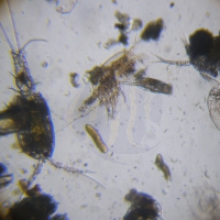 Zoo-Mix Copepoden + Brachionus Blend (live zooplankton mix culture) 1 liter