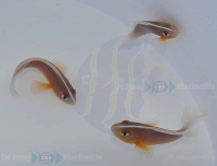 Amphiprion akallopisos - Nachzuchten