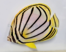 Chaetodon meyeri