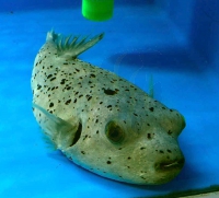 Bild zu Arothron nigropunctatus - Schwarzflecken-Kugelfisch