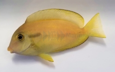 Acanthurus olivaceus -Orangefleck-Doktor