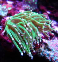 MM Euphyllia glabrescens special 