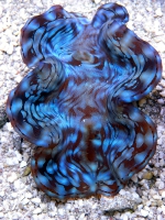 Tridacna squamosa extreme Rare Color 8/10 (Originalfoto)