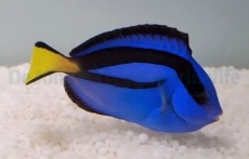 Paracanthurus hepatus - Palettendoktor S