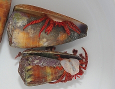 Ciliopagurus strigatus - Ringelsocken-Einsiedlerkrebs