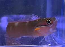 Bild zu Ecsenius stigmatura - Schleimfisch