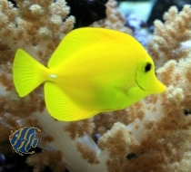 Bild zu Zebrasoma flavescens - super eingewöhnt aus Beckenauflösung, Wildfang