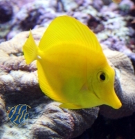 Bild zu Zebrasoma flavescens - super eingewöhnt aus Beckenauflösung, Wildfang