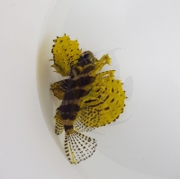 Bild zu Dendrochirus brachypterus - Gelbe Farbmorphe