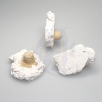 Bild zu Korallenwelt Ablegerplug flach für Lichtrasterplatte -10 Stück