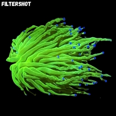 MM Fimbriaphyllia (Euphyllia) glabrescens 