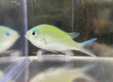 Bild zu Chromis viridis - grünes Schwalbenschwänzchen
