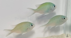 Chromis viridis - grünes Schwalbenschwänzchen