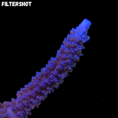 MM Acropora sp. blueish