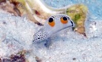 Coris aygula juvenil - Spiegelfleck-Lippfisch