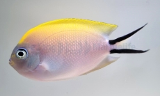 Genicanthus melanospilos (female)