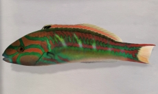 Thalassoma quinquevittatum