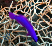 Bild zu Pseudochromis fridmani  ****WILDFANG****