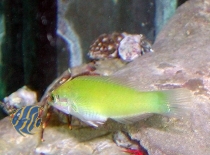 Halichoeres chloropterus - Grüner Lippfisch