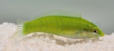 Halichoeres chloropterus - Grüner Lippfisch