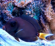 Bild zu Acanthurus leucocheilus - Weisslippen-Doktorfisch