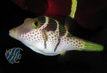 Canthigaster valentini - Sattel-Spitzkopfkugelfisch