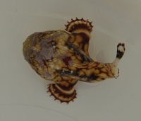 Bild zu Antennatus tuberosus - Anglerfisch