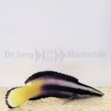 Labroides bicolor - Zweifarbiger Putzer-Lippfisch