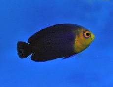 Centropyge argi - Blauer Zwergkaiserfisch