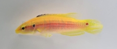 Bodianus bimaculatus - Zweipunktlippfisch