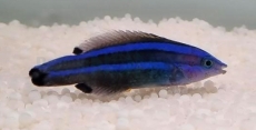 Larabicus quadrilineatus - Arabischer Putzer-Lippfisch