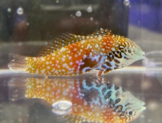 Bild zu Macropharyngodon bipartitus - Diamant-Lippfisch