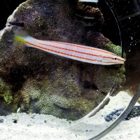 Hologymnosus doliatus - Weißbauch-Hechtlippfisch