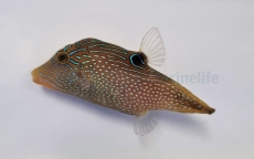 Canthigaster solandri- Augenfleck-Spitzkopf-Kugelfisch