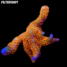 MM Montipora samarensis