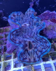 Tridacna squamosa