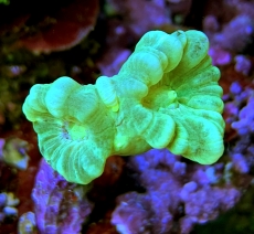 MM Caulastrea furcata x-green