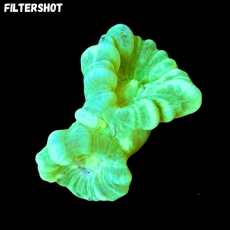 MM Caulastrea furcata x-green