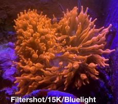 Bild zu MM Entacmaea quadricolor kupfer/red 