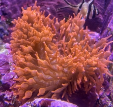 Bild zu MM Entacmaea quadricolor kupfer/red 