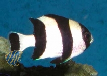 Dascyllus melanurus -  Vierbinden Preußenfisch