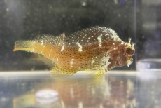 Bild zu Salarias ramosus - Schleimfisch