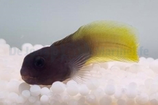 Enchelyurus flavipes - Gelbschwanz-Blenny