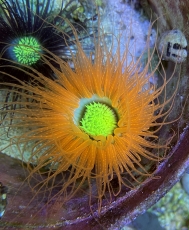 MM Cerianthus filiformis - Filigrane Zylinderrose