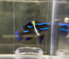 Bild zu Neoglyphidodon oxyodon - Neondemoiselle